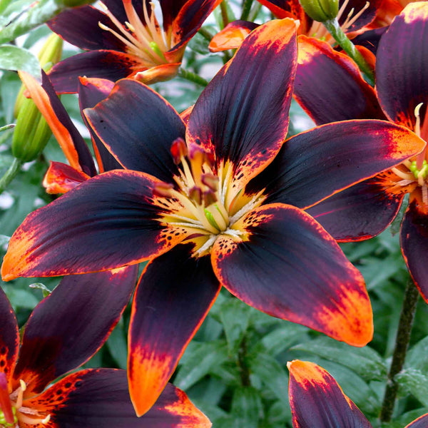 Lily CALLA LILY 18