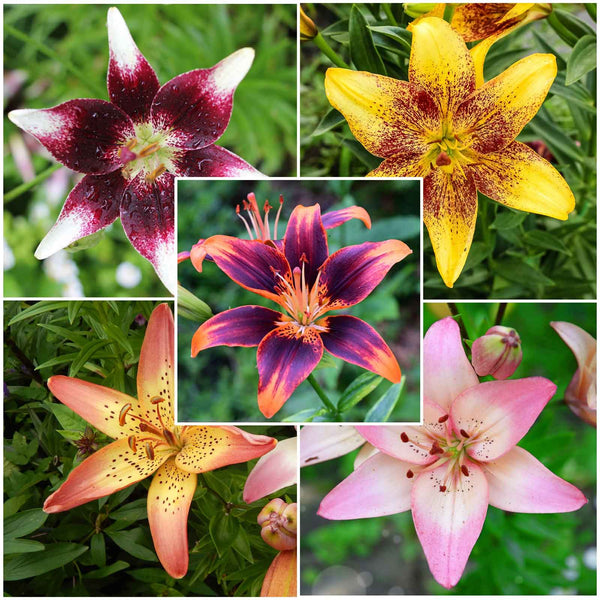 Asiatic Lily Bulbs - Tango Mix | Flower Bulbs | Eden Brothers