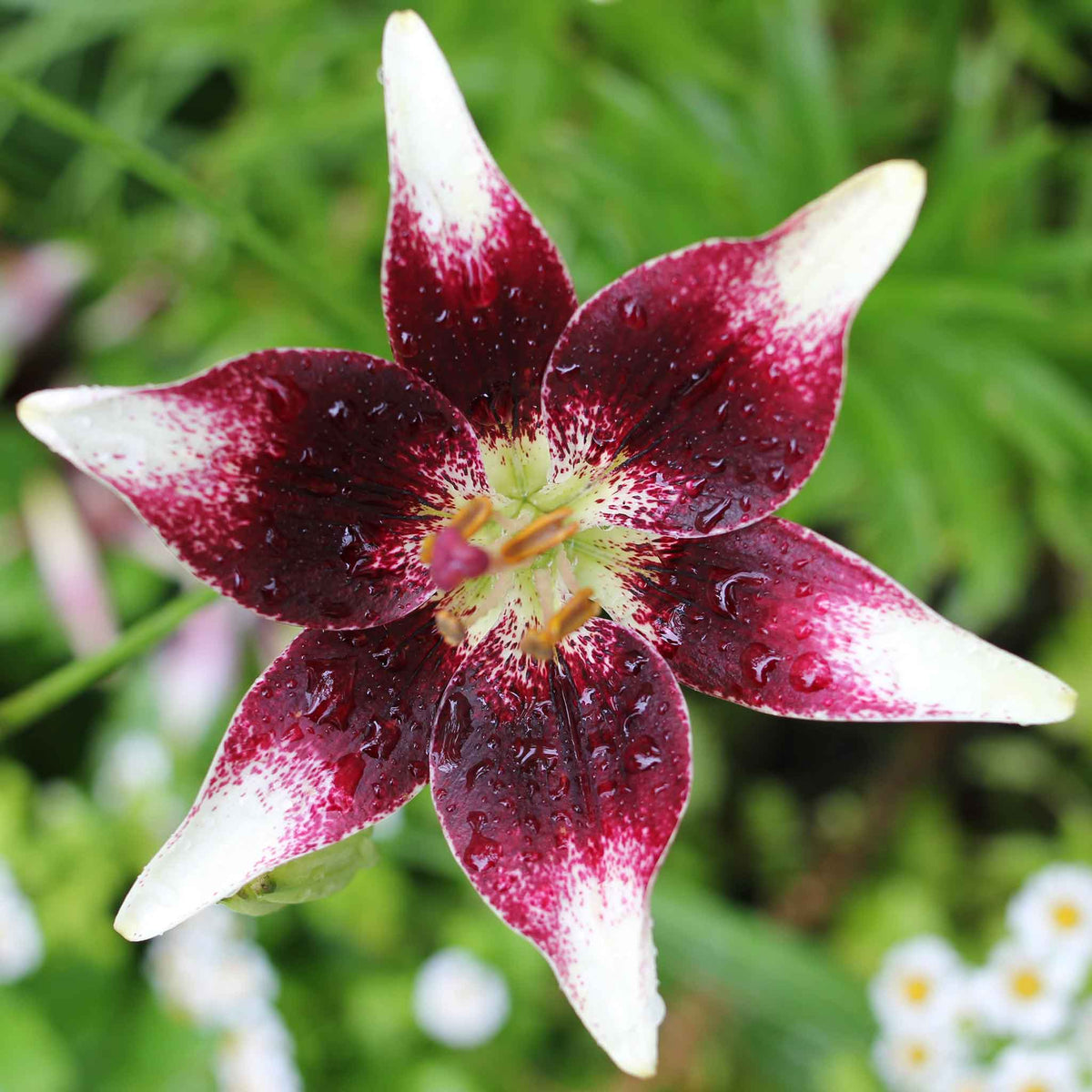Asiatic Lily Bulbs - Tango Mix | Flower Bulbs | Eden Brothers