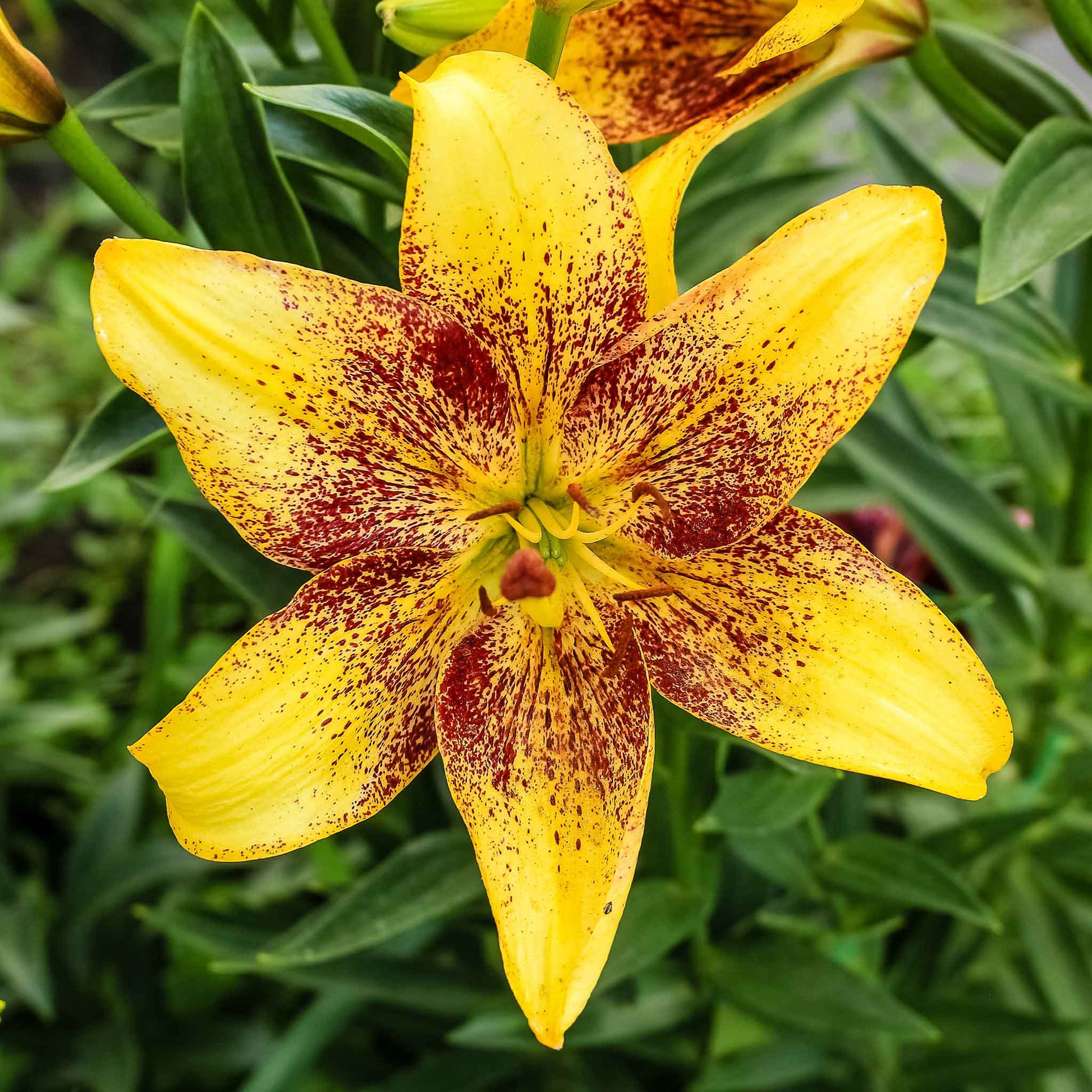 Yellow-orange lily tango mix bloom with dark spots against a sunny blurred background.