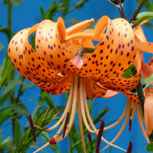Close-up of orange lily tigrinum splendens with dark spots against a blue sky background.