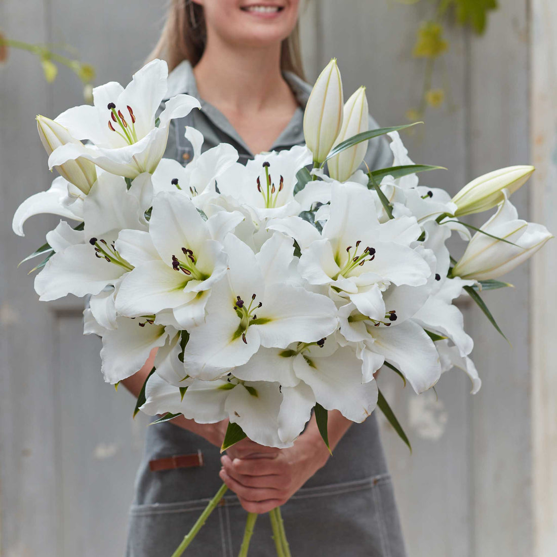 Lily Bulbs Giant OT Zambesi Flower Bulbs Eden Brothers