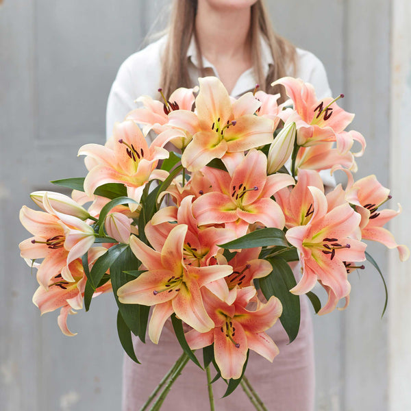 Lily Bulbs - Zelmira | Flower Bulbs | Eden Brothers