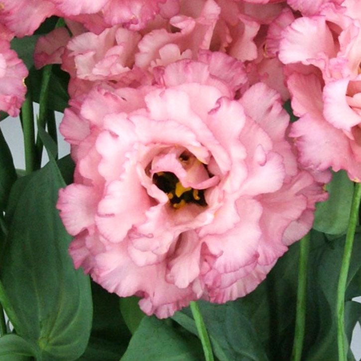 lisianthus celeb madonna