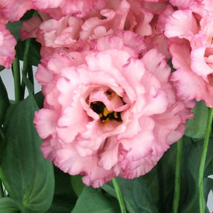 Lisianthus celeb madonna three pink ruffled blooms with green stems on a white background.