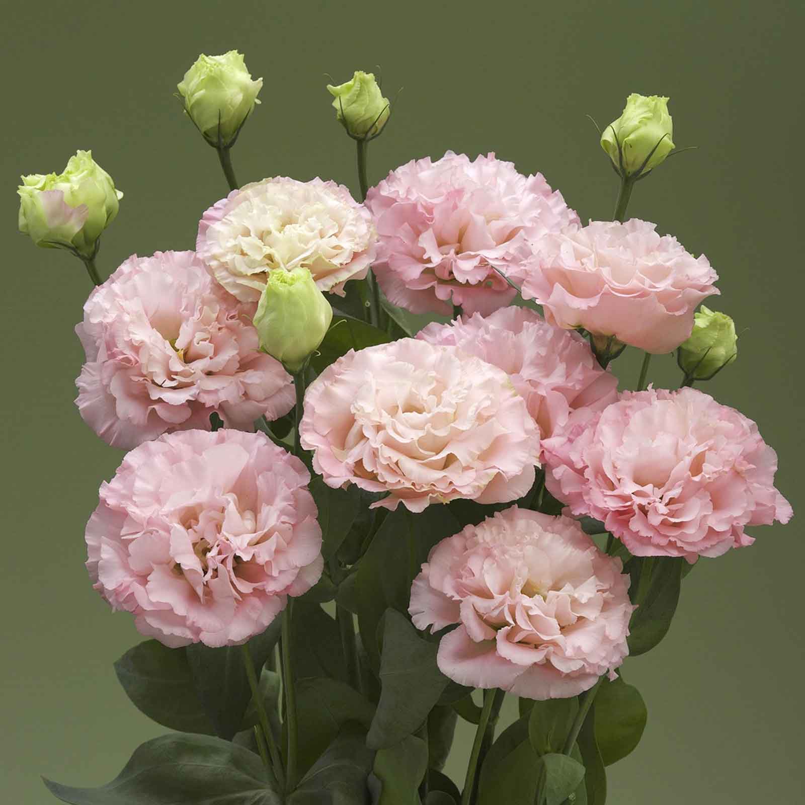 Lisianthus corelli peach three soft pink blooms with green leaves on a dark background