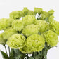 lisianthus rosanne green