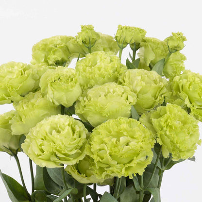 Lisianthus rosanne green bright lime green ruffled blooms clustered on a pale backdrop.