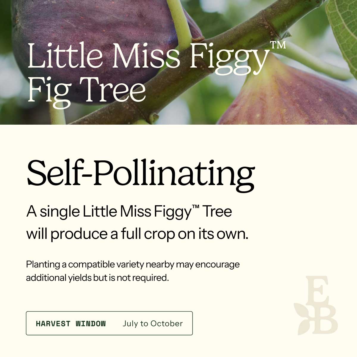 Informational graphic for a Little Miss Figgy Tree, featuring a top photo of figs and text stating it is self-pollinating and produces a full crop on its own.