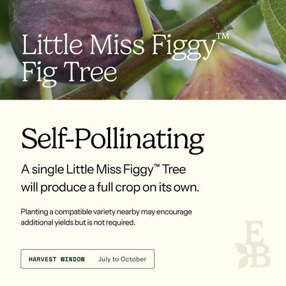 Informational graphic for a Little Miss Figgy Tree, featuring a top photo of figs and text stating it is self-pollinating and produces a full crop on its own.