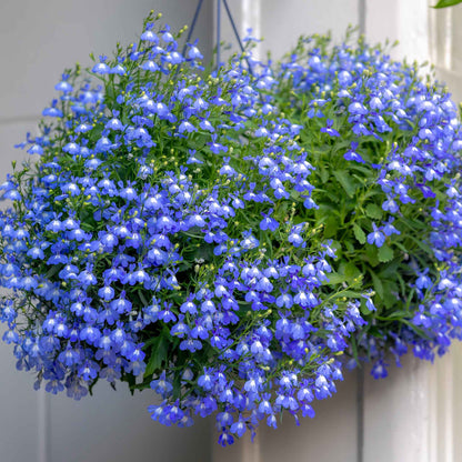 Lobelia compact blue dense blue blooms with delicate petals massed in a garden border.