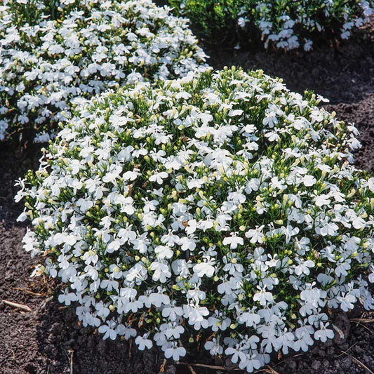 lobelia palace white | copyright: Floramedia UK Ltd