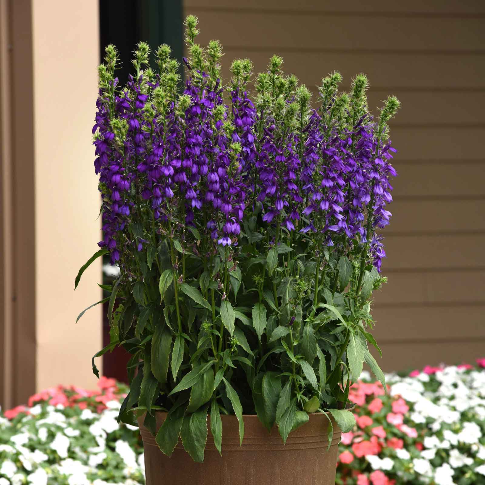 Labilea Lobelia Seeds - Starship Blue | Flower Seeds in Packets & Bulk | Eden ...