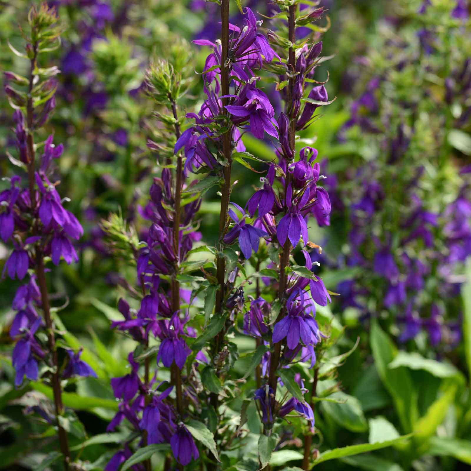 Labilea Lobelia Seeds - Starship Blue | Flower Seeds in Packets & Bulk | Eden ...