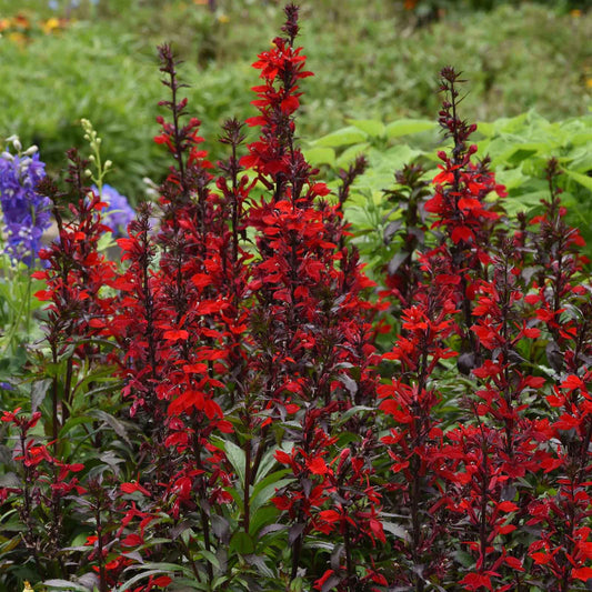 lobelia scarlet bronze leaflobelia scarlet bronze leaf