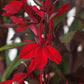 Lobelia Seeds - Scarlet Bronze Leaf
