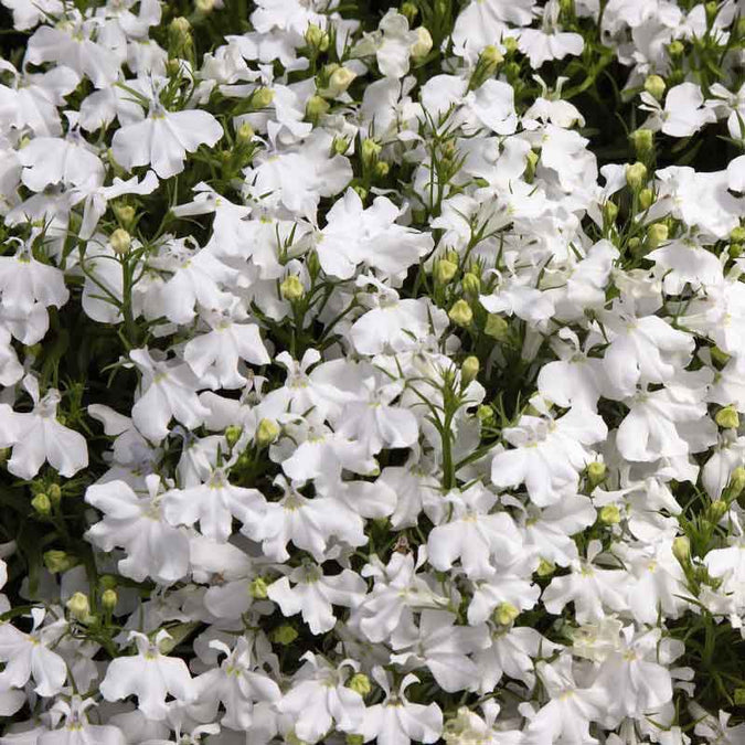lobelia white palace