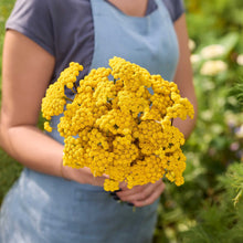 Person holding a bouquet of yellow ageratum lonas in a garden setting.
