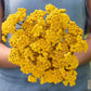 Close up of a person holding a bouquet of yellow ageratum lonas in a garden setting.