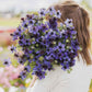 Person holding a large bouquet of purple Love in the Mist Midnight flowers with a blurred background