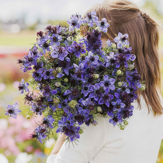 Person holding a large bouquet of purple Love in the Mist Midnight flowers with a blurred background