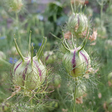 Love in a mist pods dried brown seed pods on green stems in a garden setting.