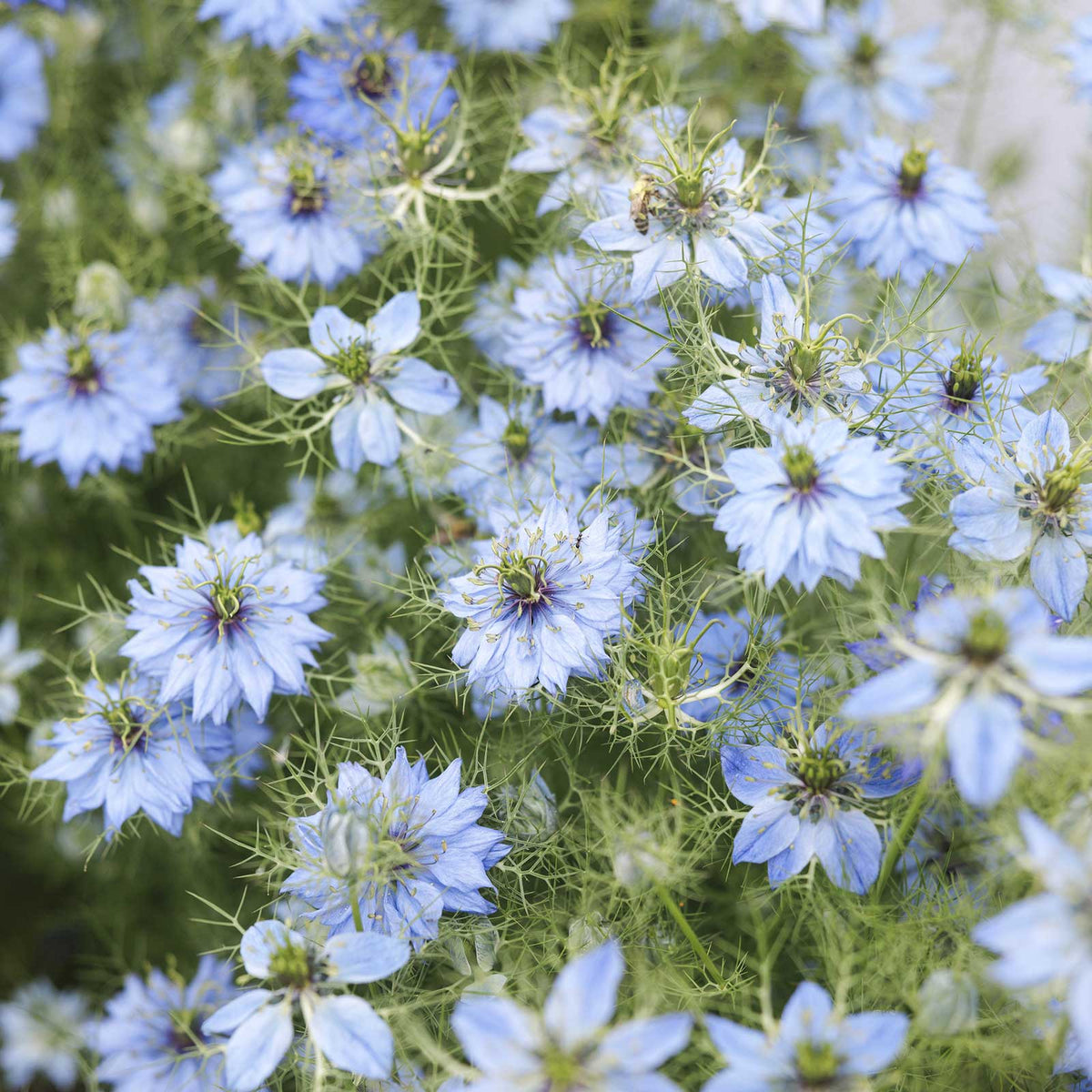Close-up of blue love-in-a-mist flower blooms with green stems and feathery foliage.