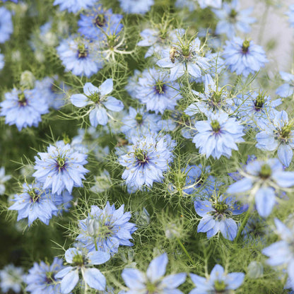 Close-up of blue love-in-a-mist flower blooms with green stems and feathery foliage.