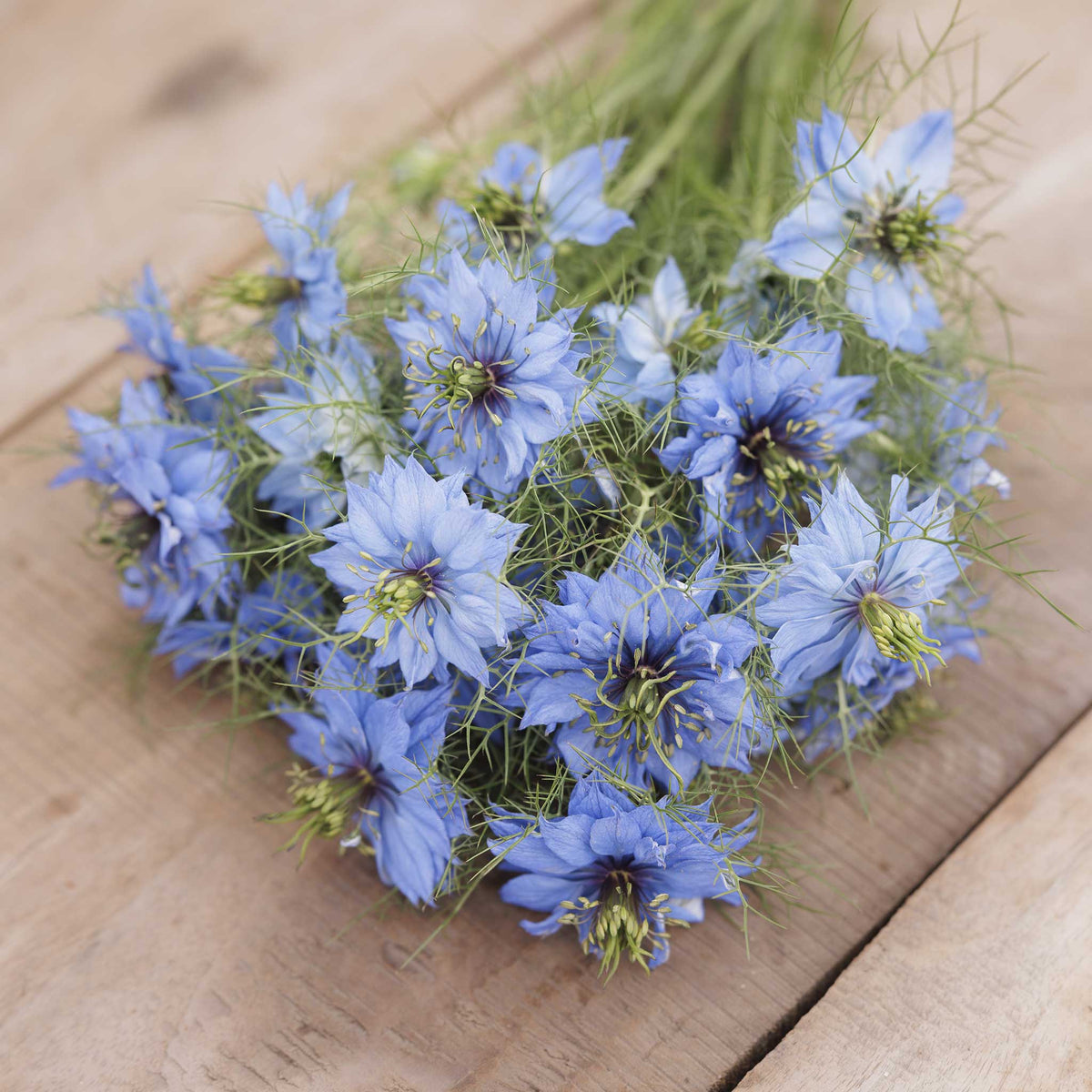 A bouquet of blue love in a mist flowers with delicate green feathery stems, arranged on a light brown wooden surface.