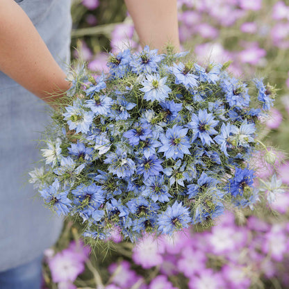 A person holding a dense bouquet of blue love in a mist flowers with fine green foliage, set against a blurred background of pink flowers.