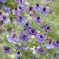 Several love in the mist midnight flowers with a blurred green background