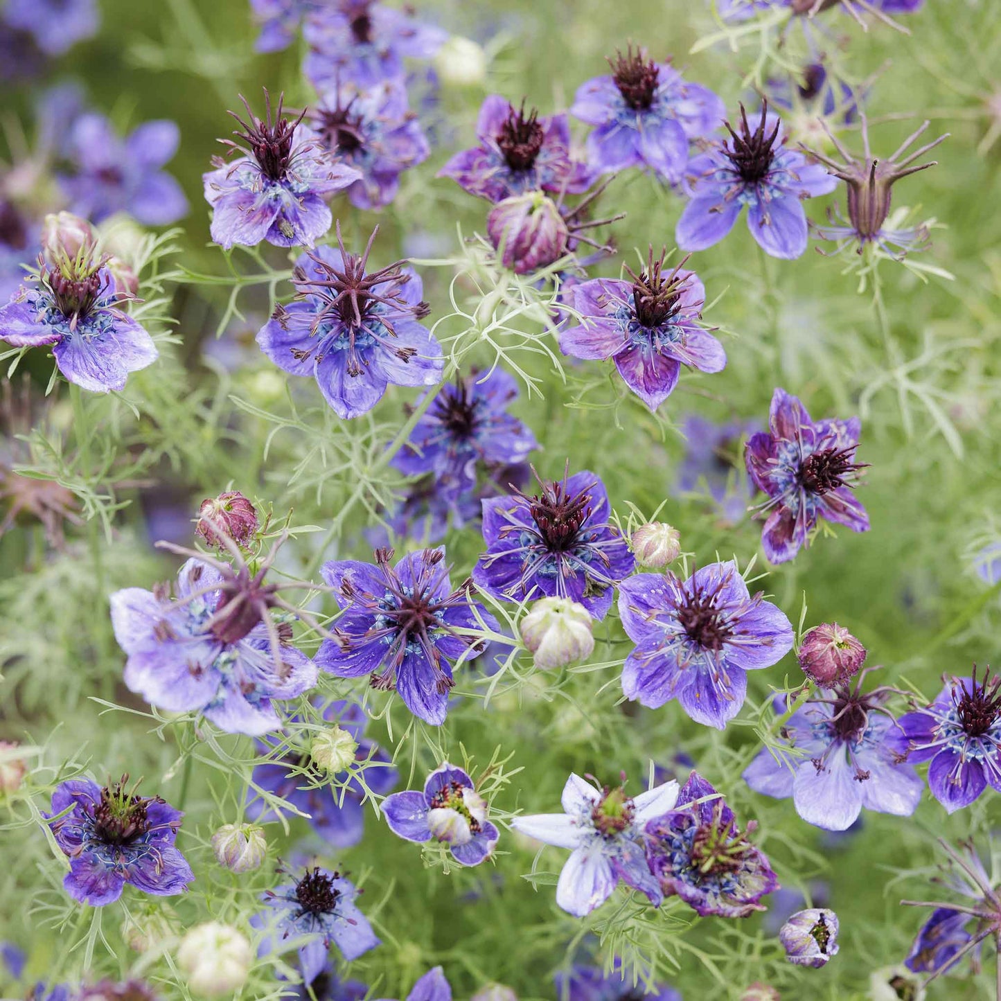 Several love in the mist midnight flowers with a blurred green background