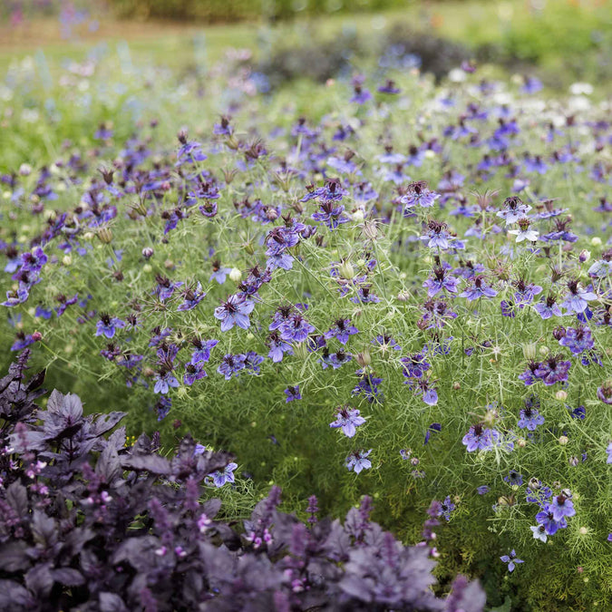 A field of love in the mist midnight flowers with a blurred green background