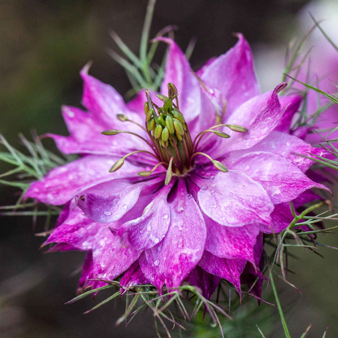 Close-up of a love in the mist mulberry rose flower with water droplets on its petals against a blurred green background