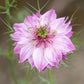 Close-up of a love in the mist mulberry rose flower with green center on a blurred natural background