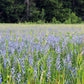 lupine annual blue