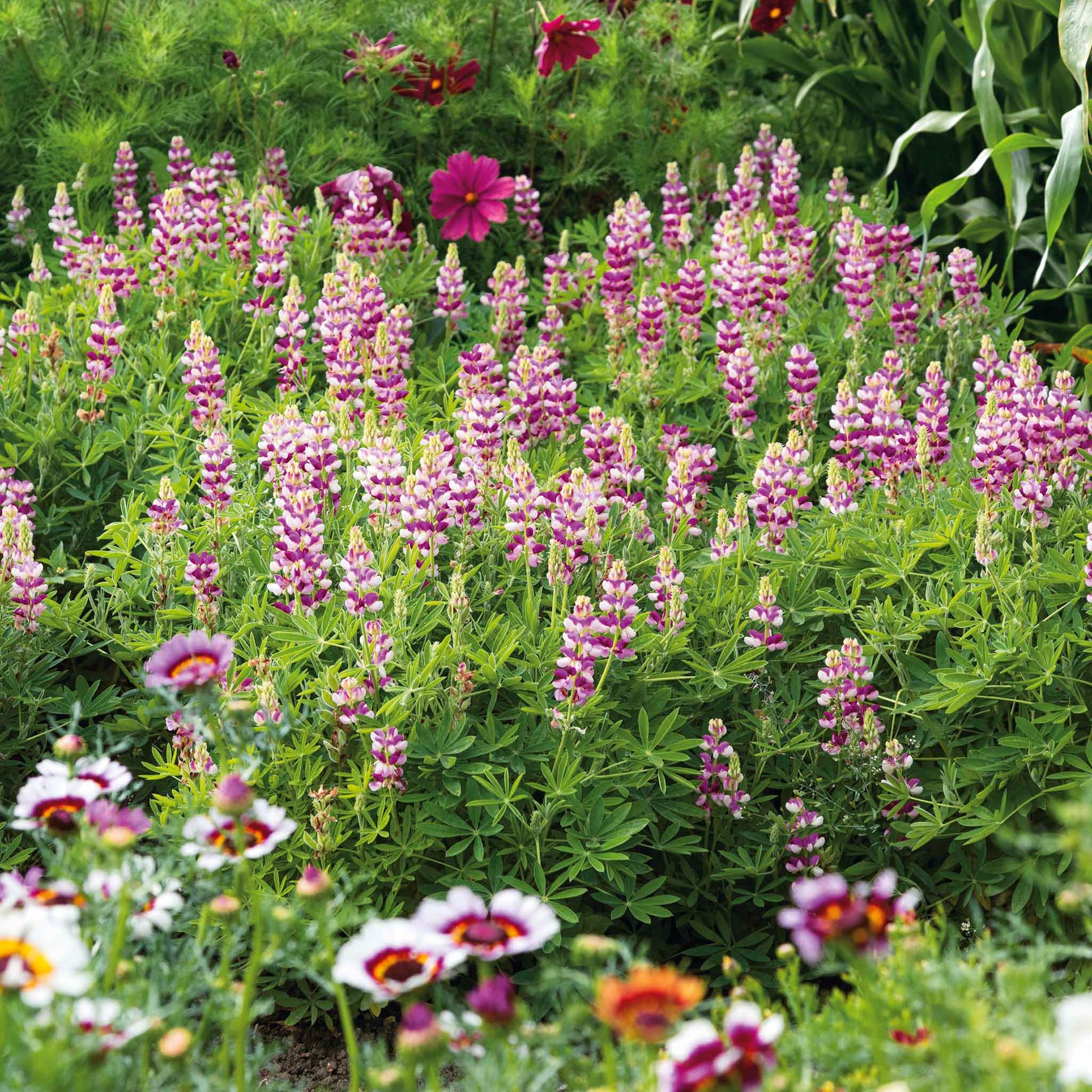 Lupine avalune mix mixed color blooms in pink, purple and white in a sunny garden.