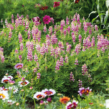 Lupine avalune mix mixed color blooms in pink, purple and white in a sunny garden.