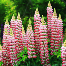 Lupine chatelaine tall pink and white spiky blooms against a bright green backdrop.