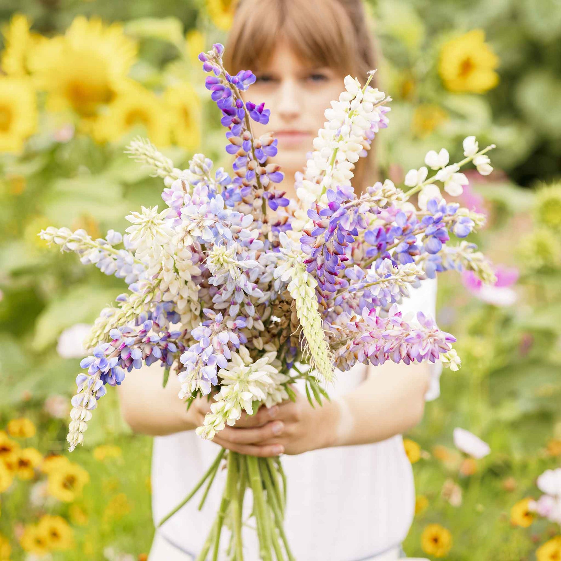 Lupine hartwegii mix person holding a bunch of purple and pink blooms in a sunny garden.