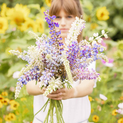 Lupine hartwegii mix person holding a bunch of purple and pink blooms in a sunny garden.
