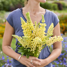 A person holding a bouquet of russell lupine chandelier flowers in a garden setting.