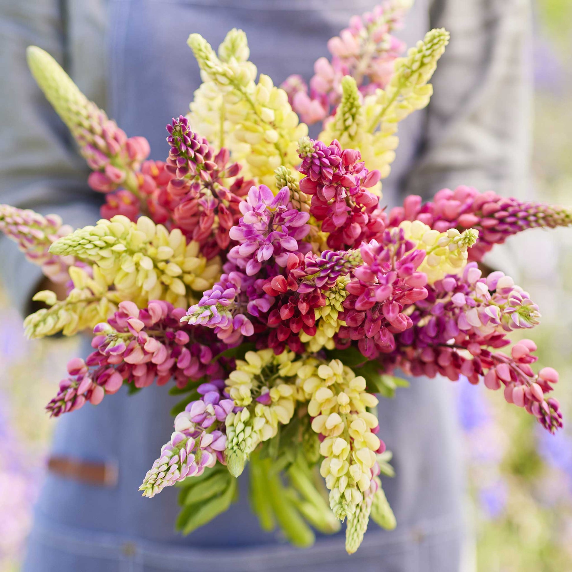 A close up of a person holding a bouquet of russell lupine pastel mix flowers in a garden setting.