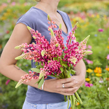 A person holding a bouquet of russell lupine the pages flowers in a garden setting.