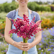 A person holding a bouquet of russell lupine the pages flowers in a garden setting.