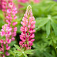 Close up of a russell lupine the pages flower bloom in a natural setting with a blurred background.