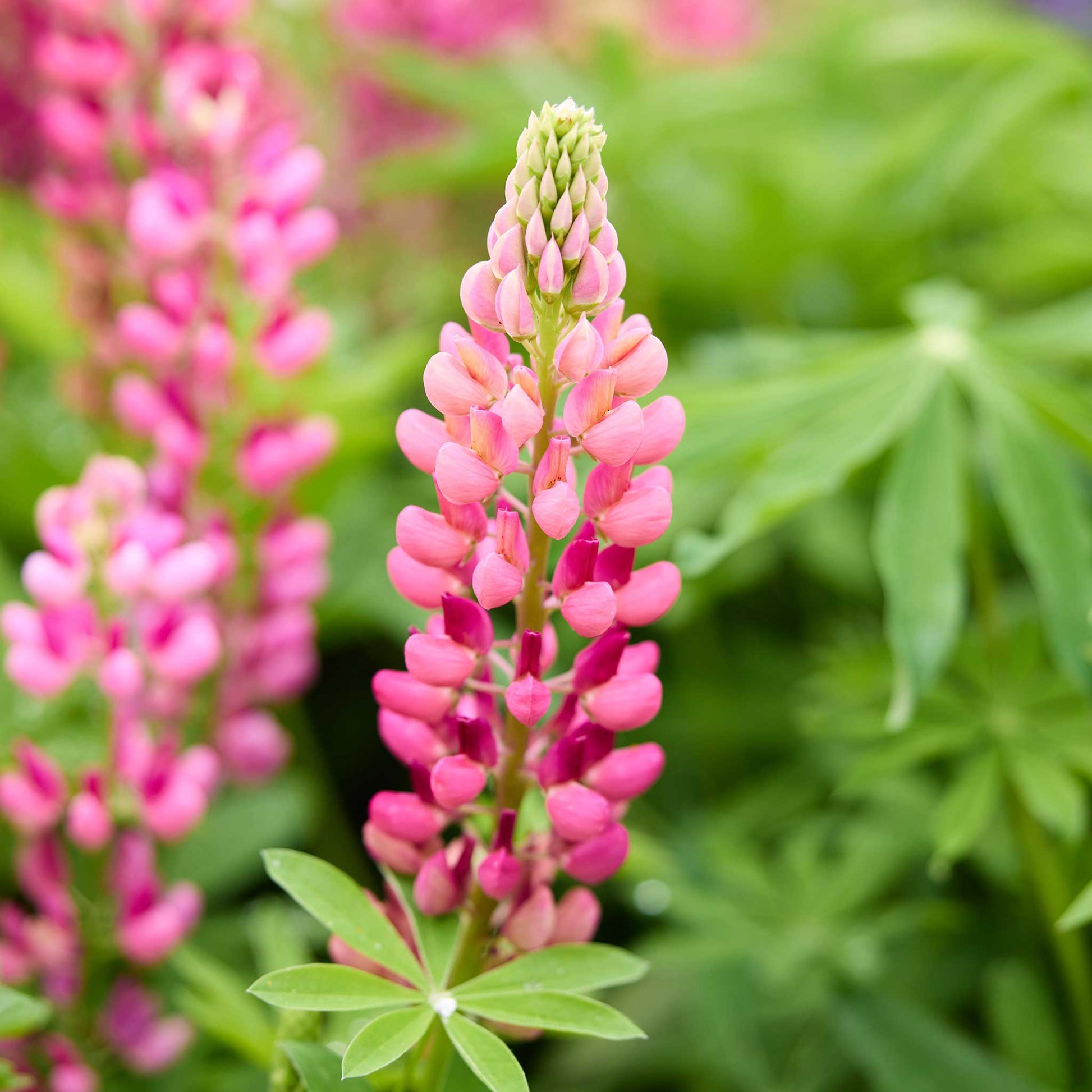 Close up of a russell lupine the pages flower bloom in a natural setting with a blurred background.