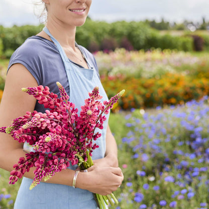 A person holding a bouquet of russell lupine the pages flowers in a garden setting.