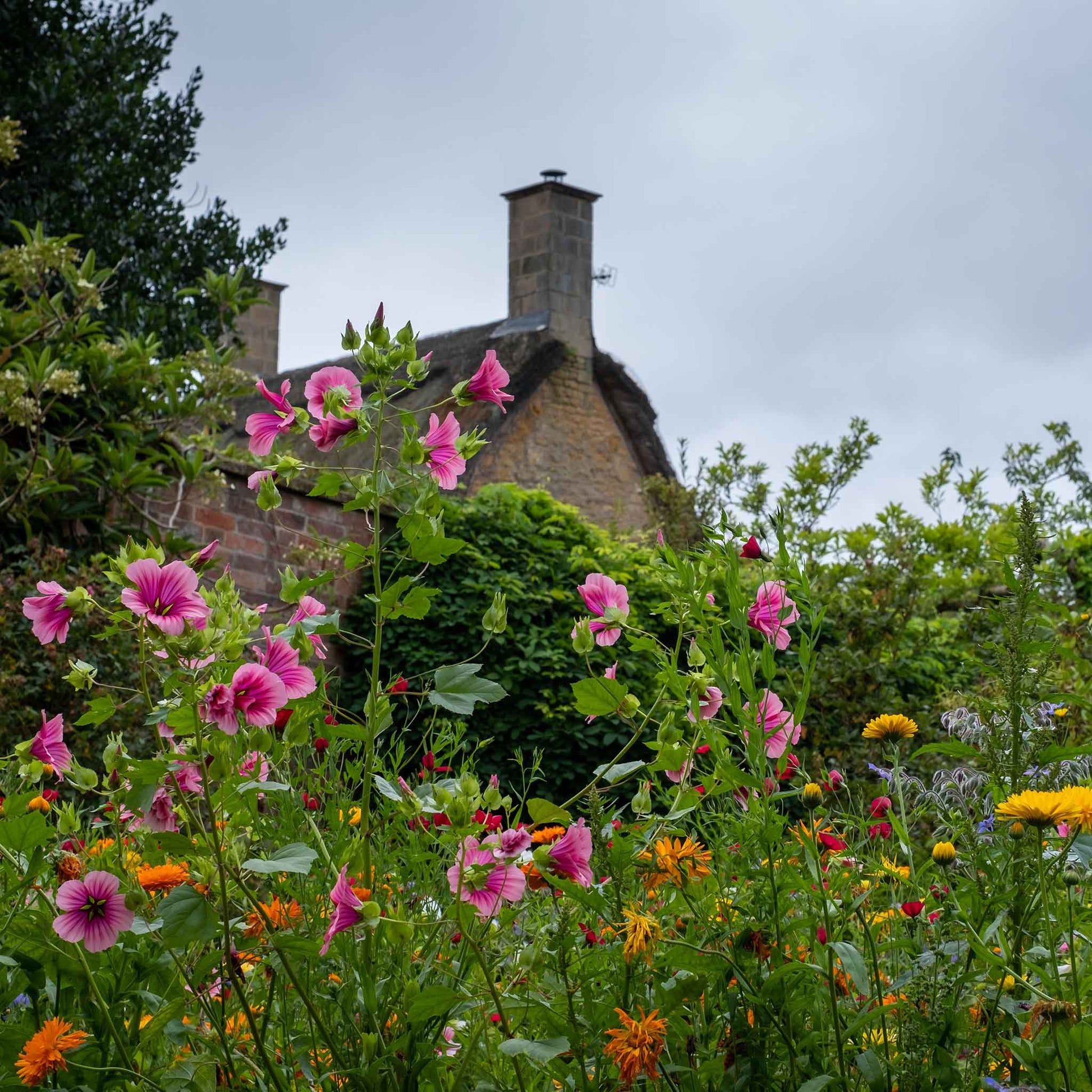 Malop vulcan pink and red blooms in a cottage garden with a stone building in the background.