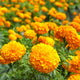 African Marigold Seeds - Smiles